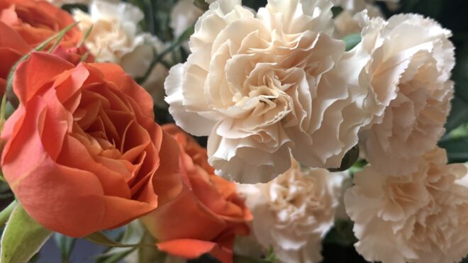 carnations