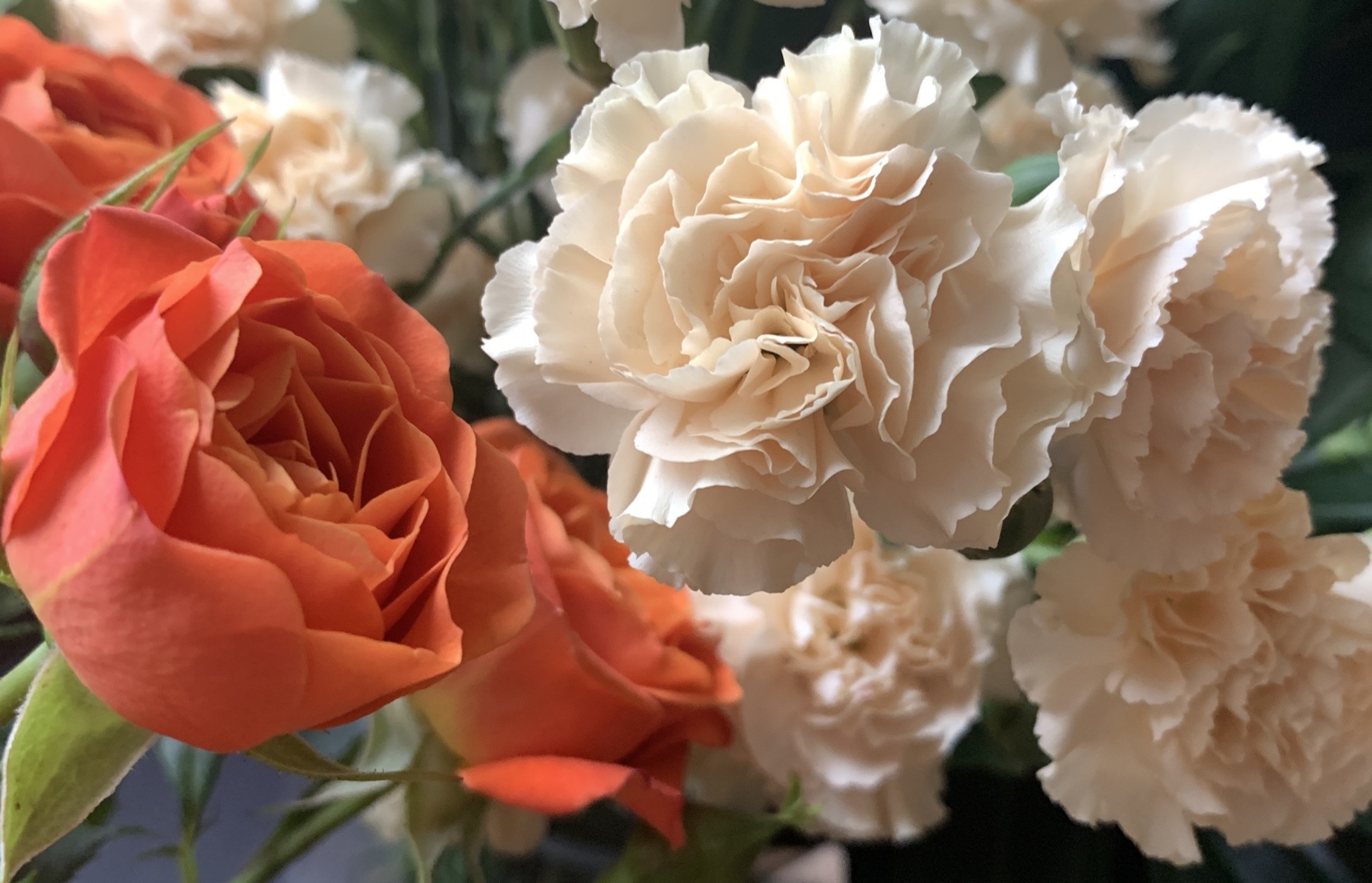 carnations