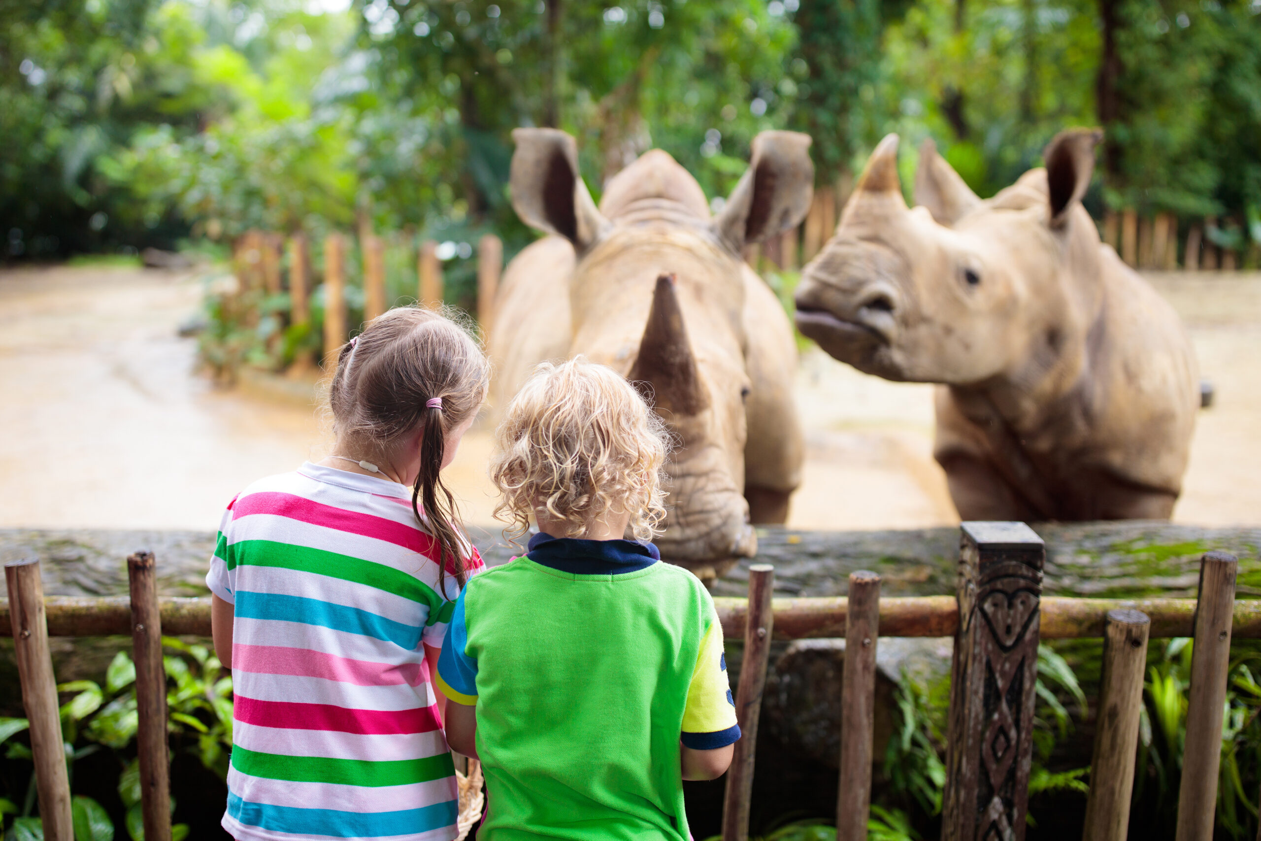Kids feed rhino in zoo. Family at animal park.