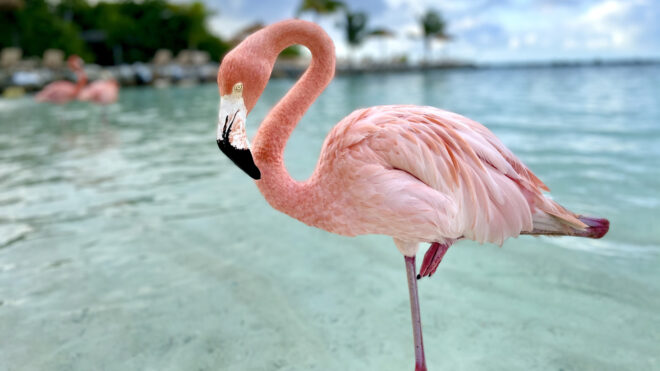 Flamingo