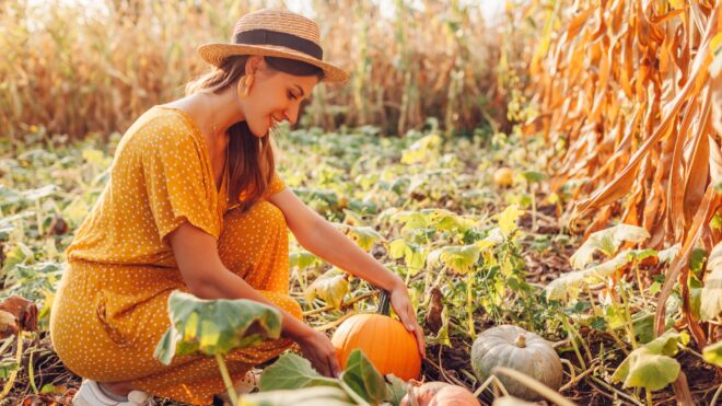 pumpkin picking