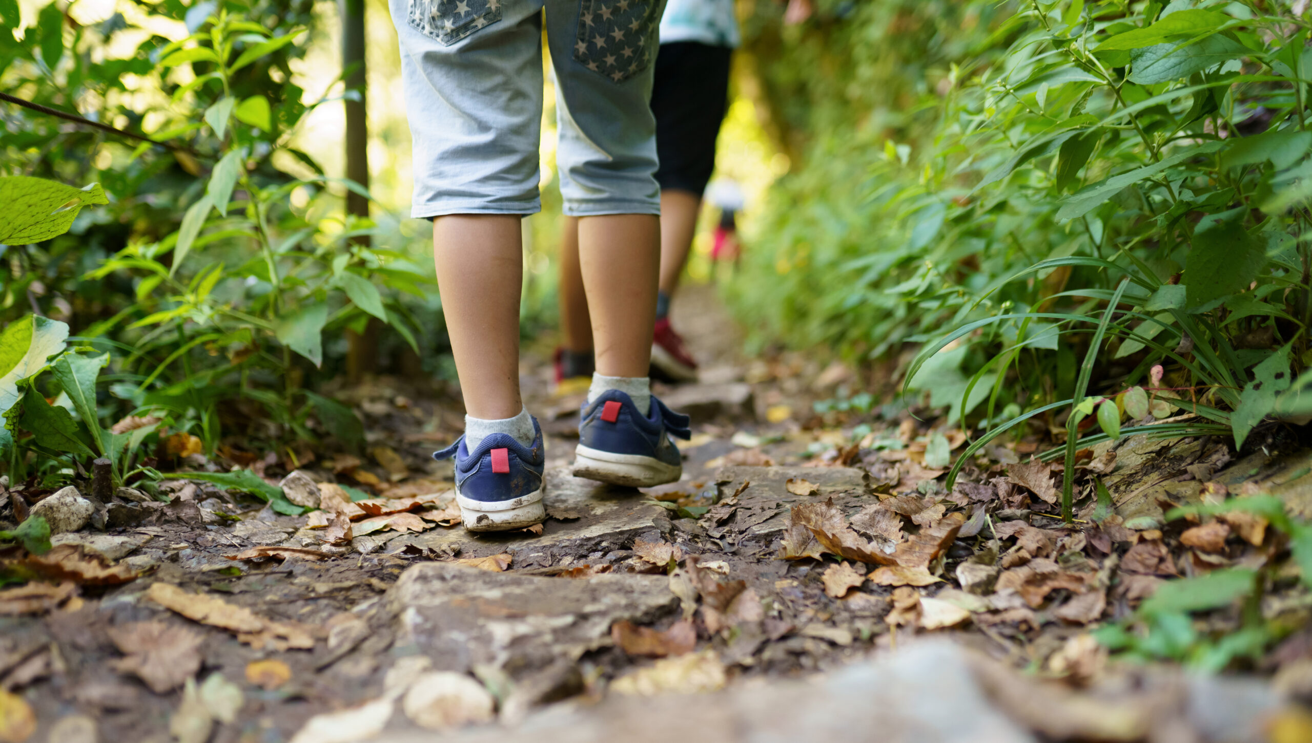 children walking in the forest
