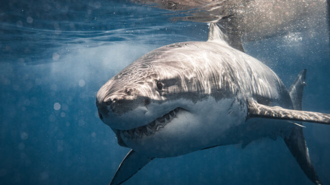 Shark swimming in the ocean