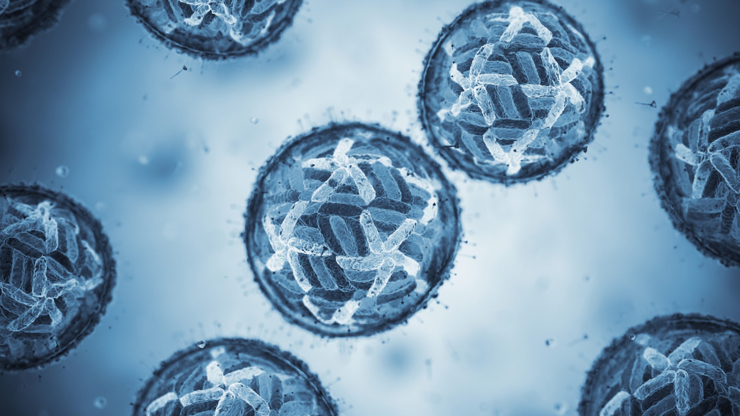Dengue virus cells