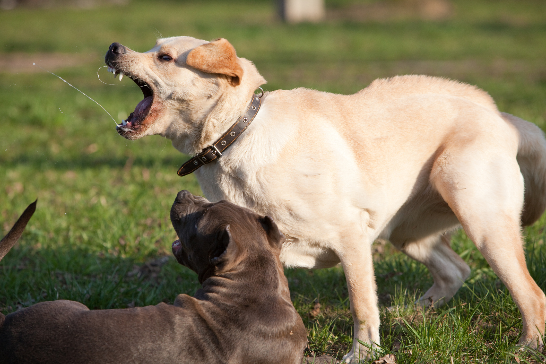 Labrador retriever playing with pit bull terrier