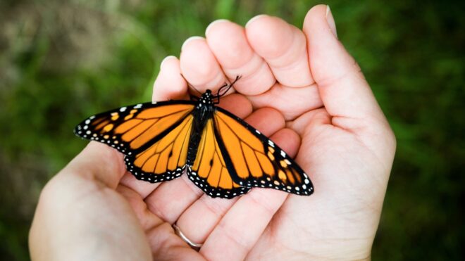 Butterfly release Bride