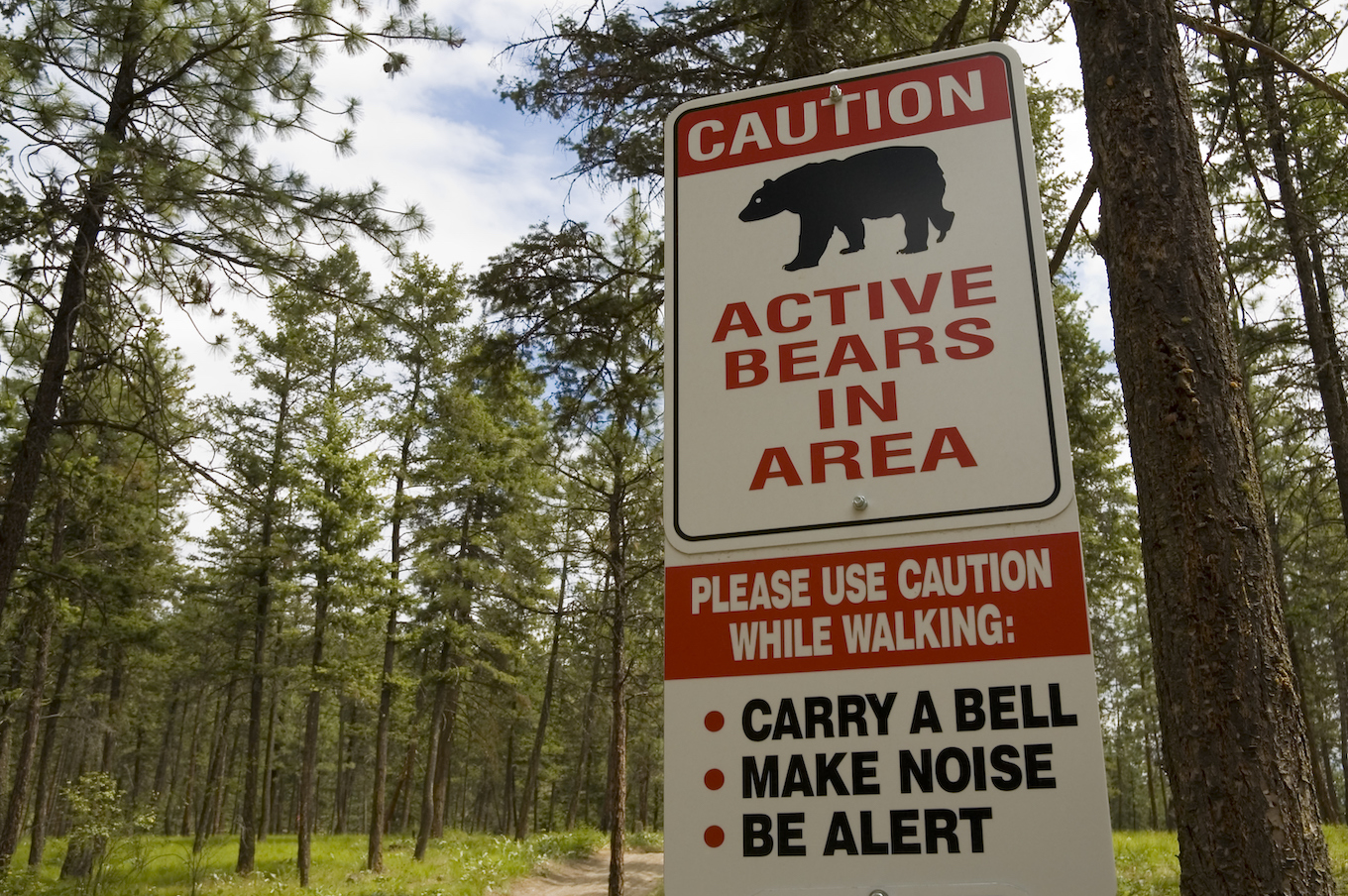 Active bears sign
