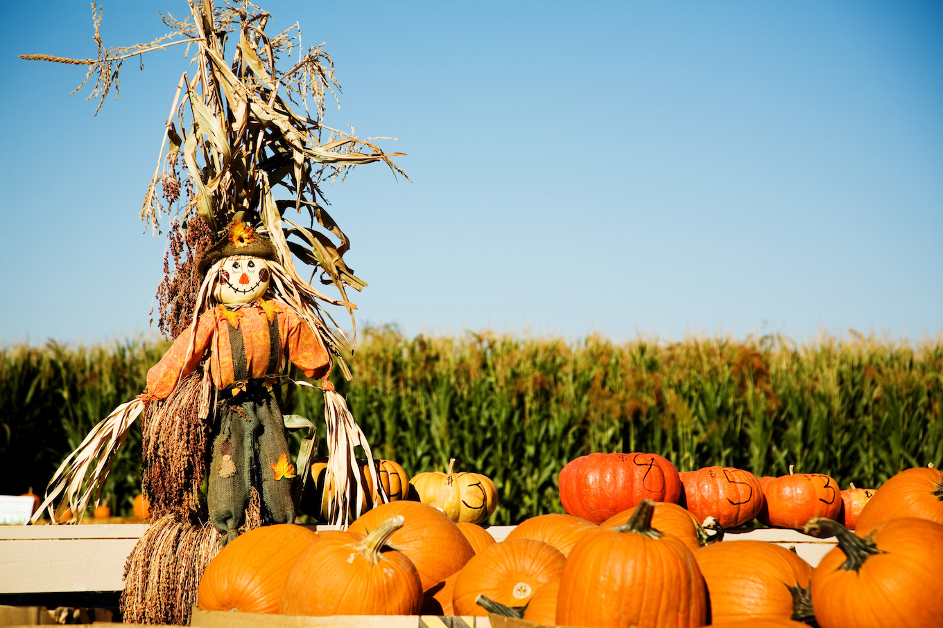 Pumpkins