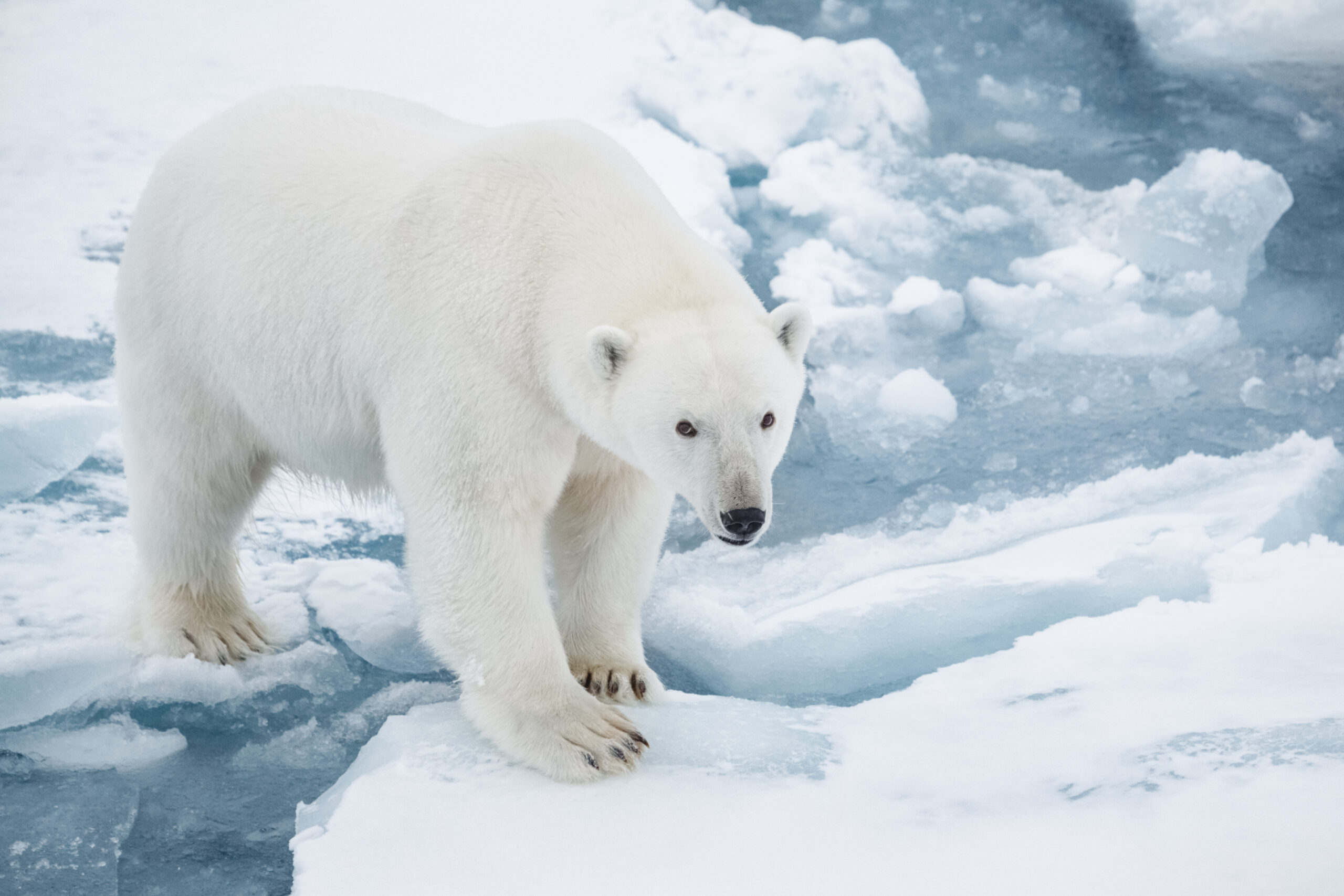 Polar Bear on Pack Ice