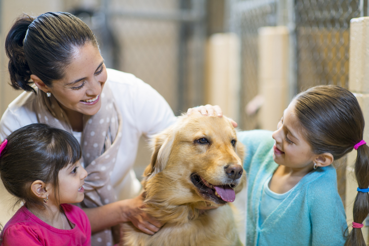 Pet Adoption