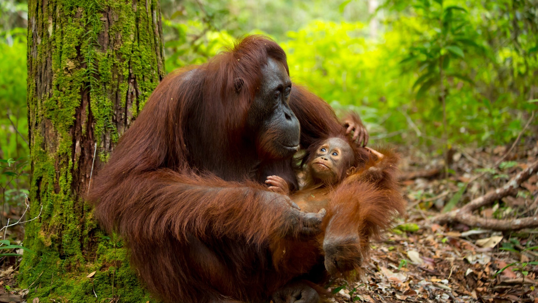 Orangutan mother