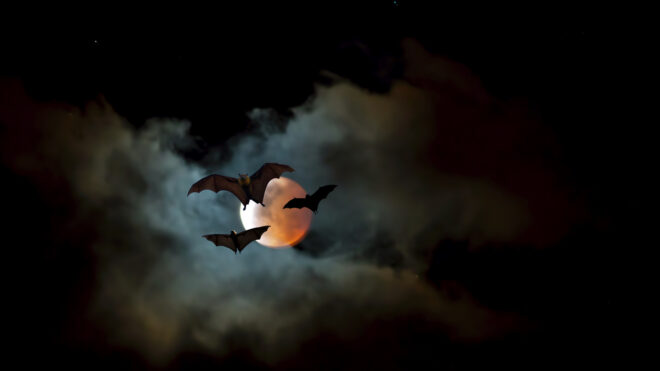 spooky night