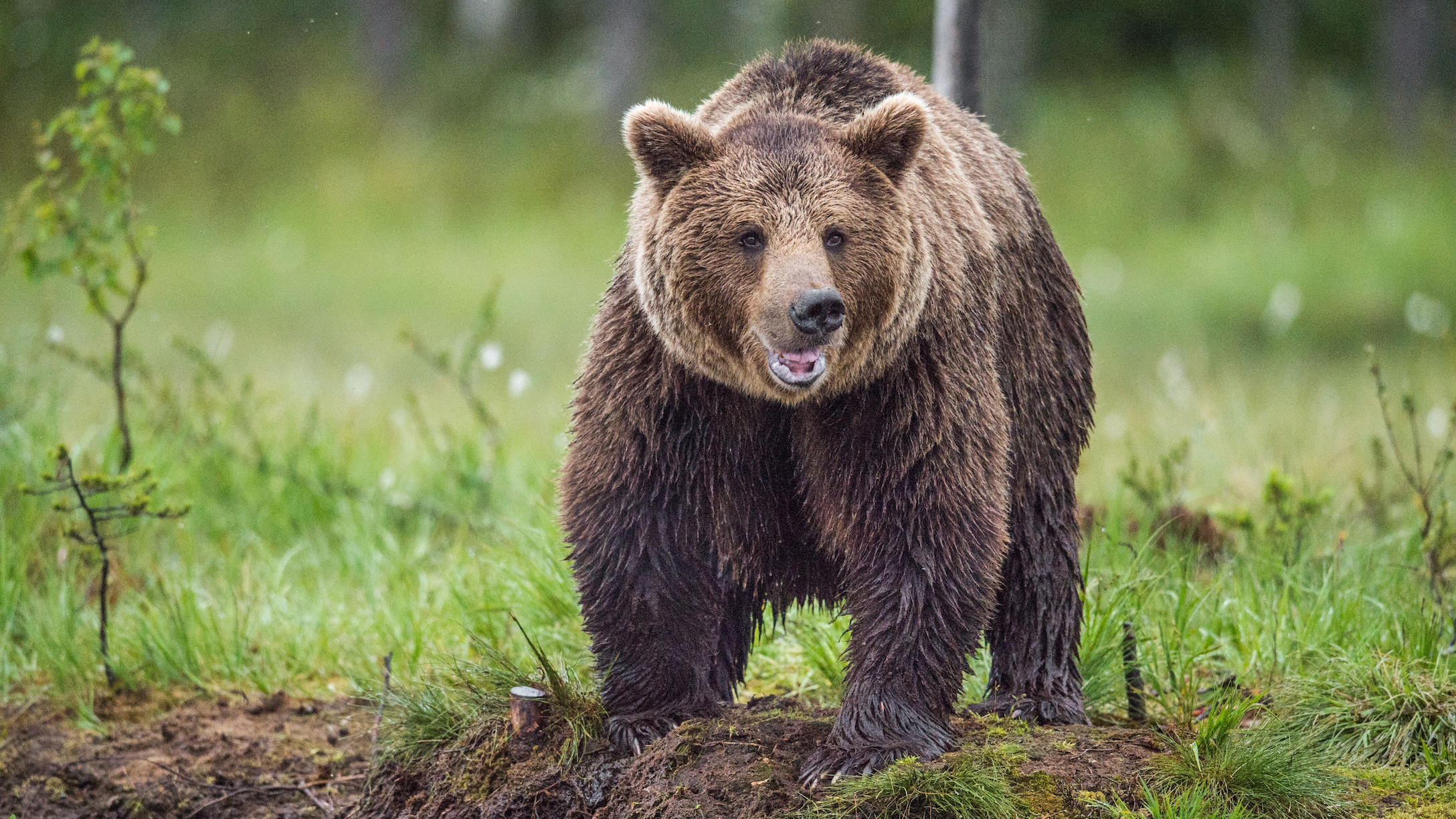 Brown bear