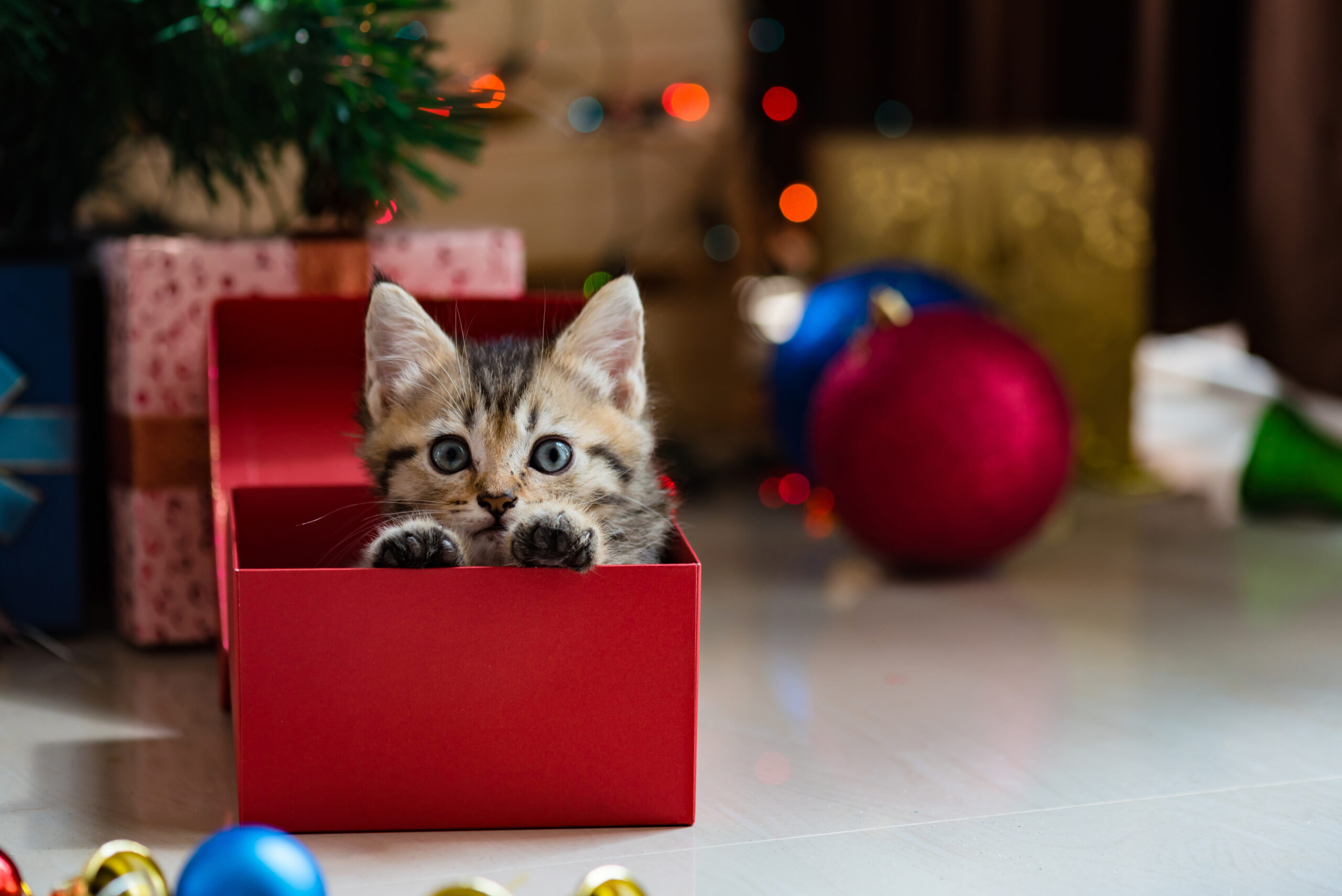 Cute kitten in christmas.