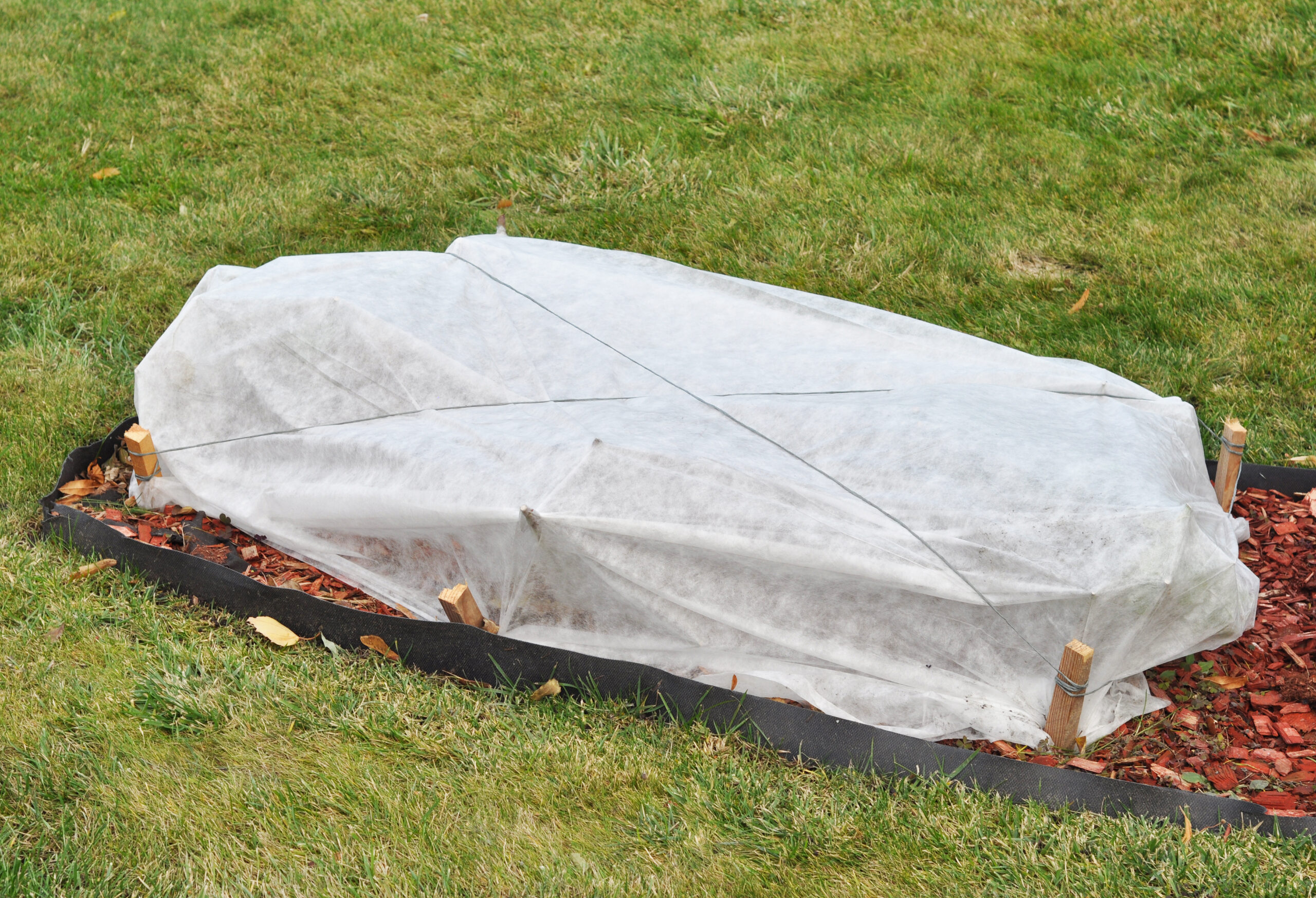 Protecting Roses from Winter Damage.