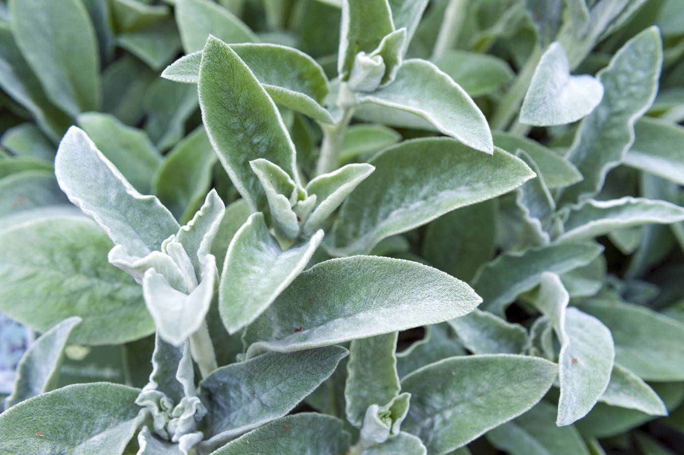 Full frame close-up Stachys byzantina (lamb’s ears or woolly hedgenettle) ornamental plant grow in herbal garden
