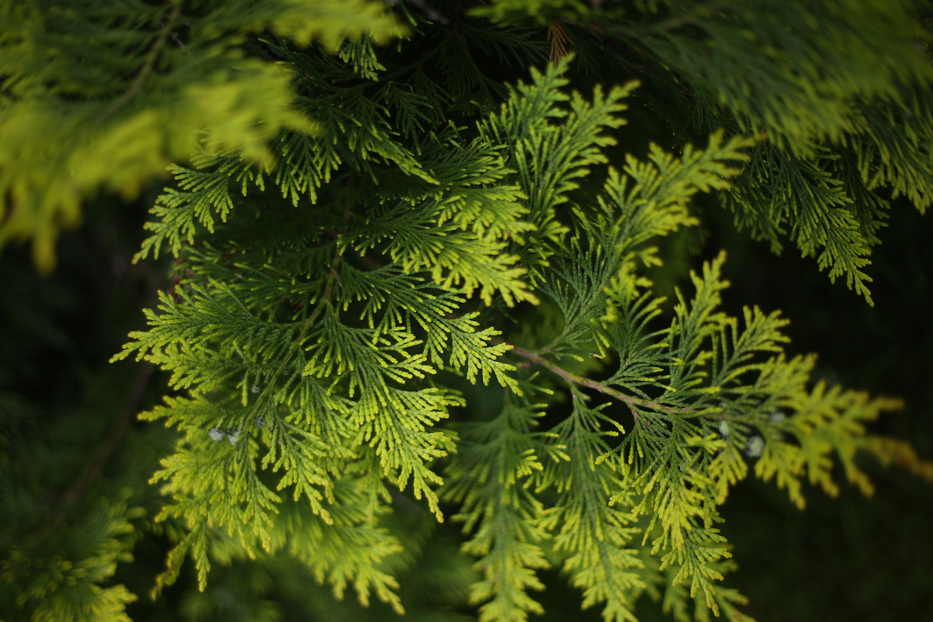 juniper leafs close up photo