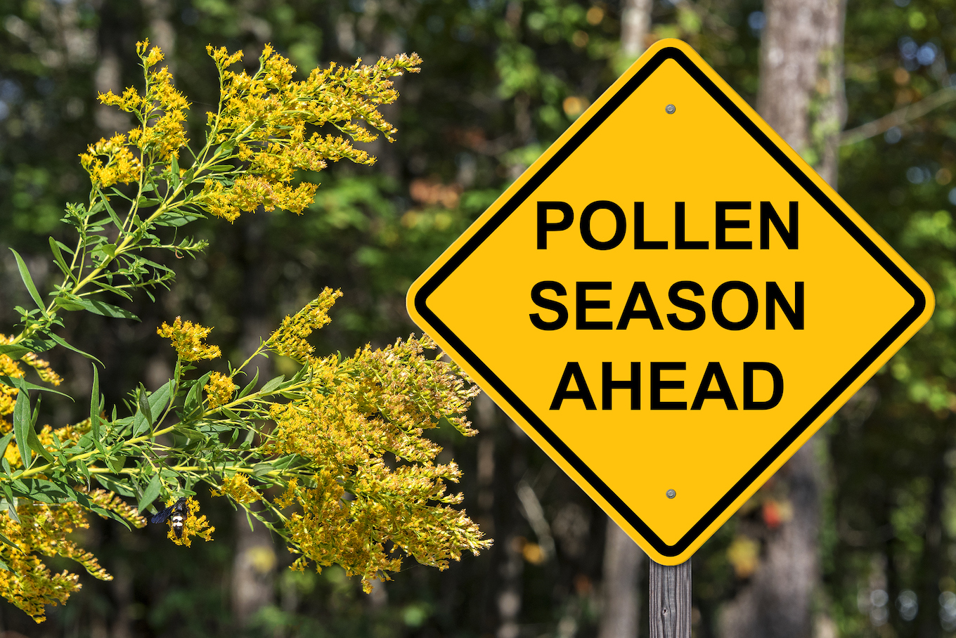 Polllen Season Ahead Warning