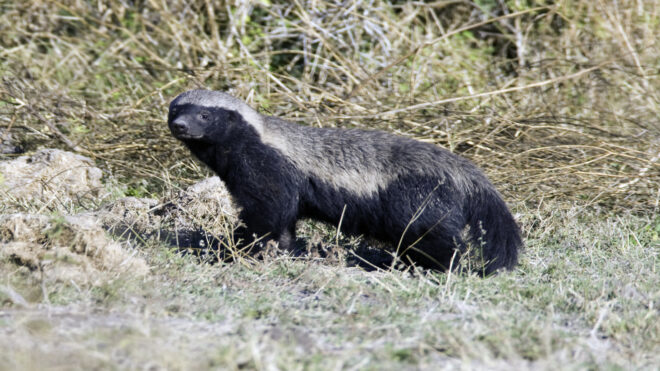 badger
