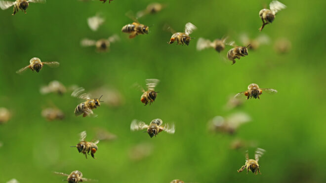 bees