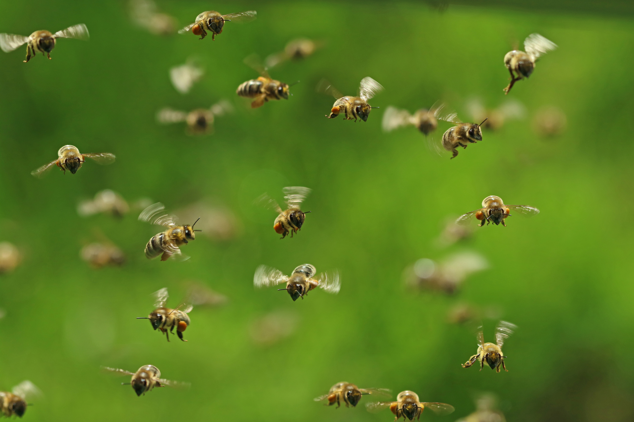 bees