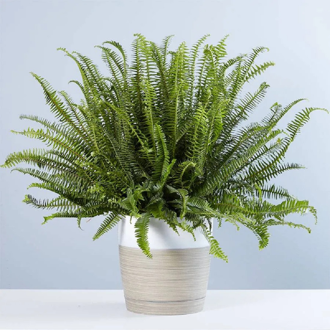 kimberly_fern.jpg