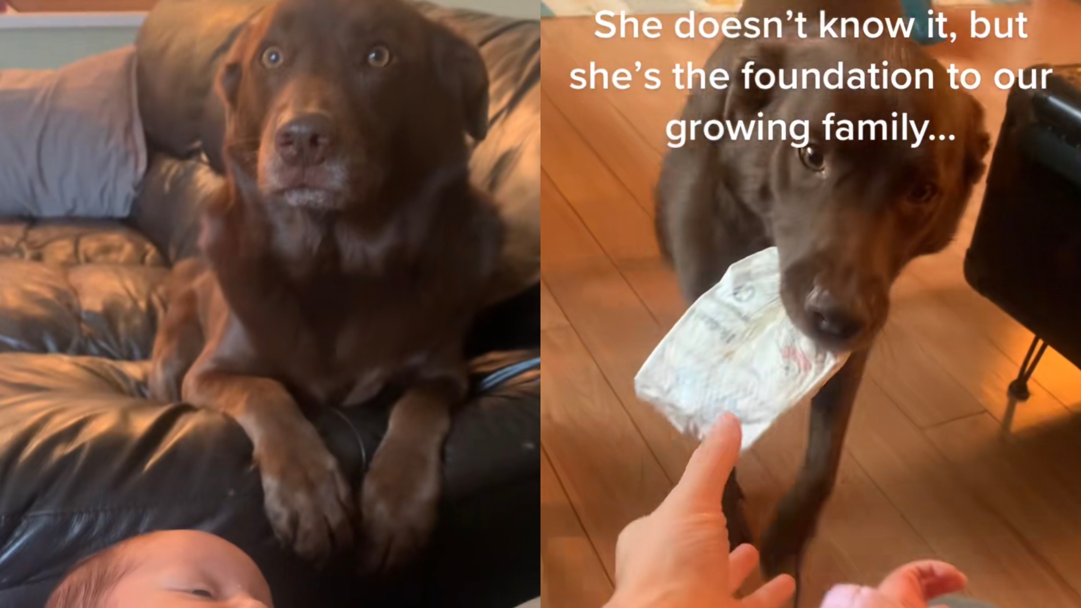 Lucy Dog
