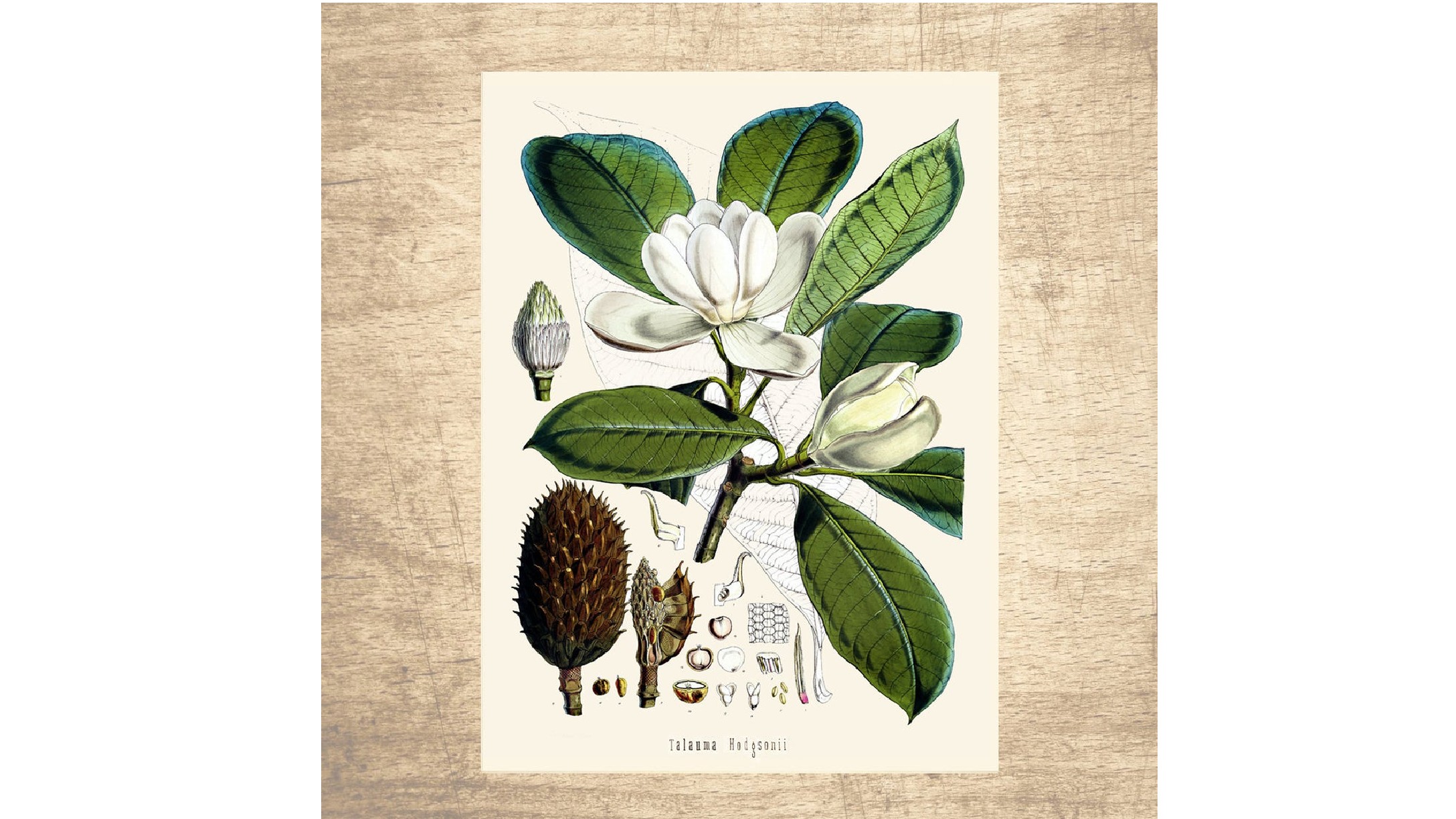 magnolia.jpg