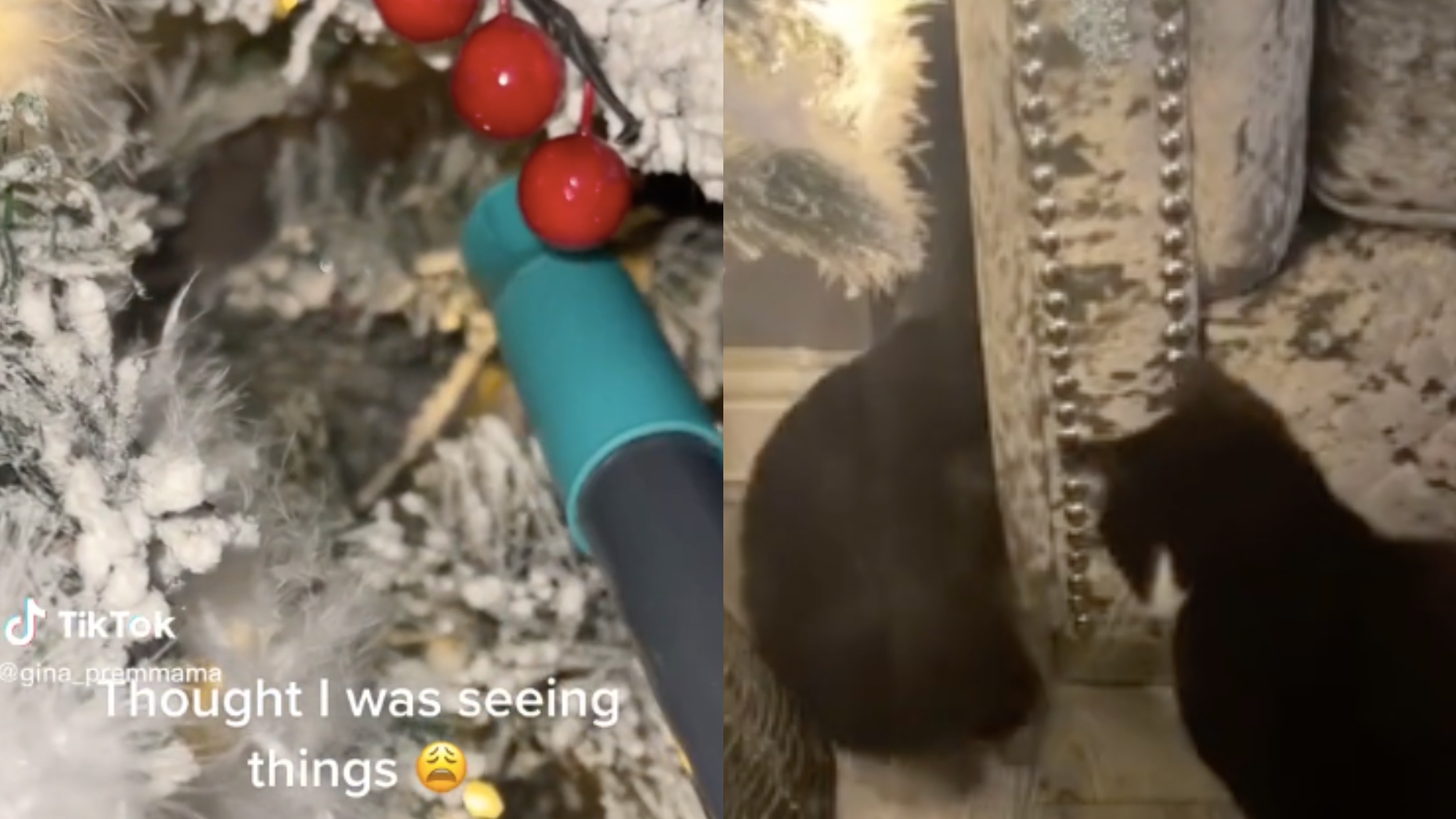 mouse in the house