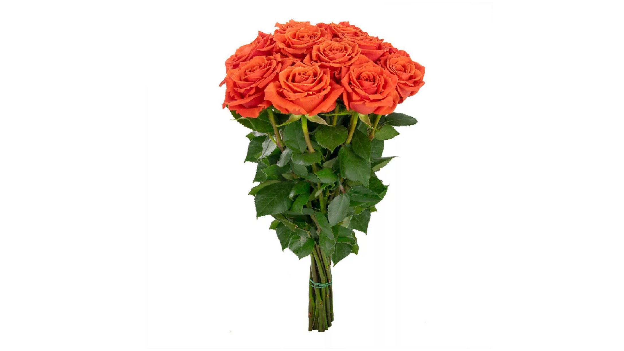 orange roses