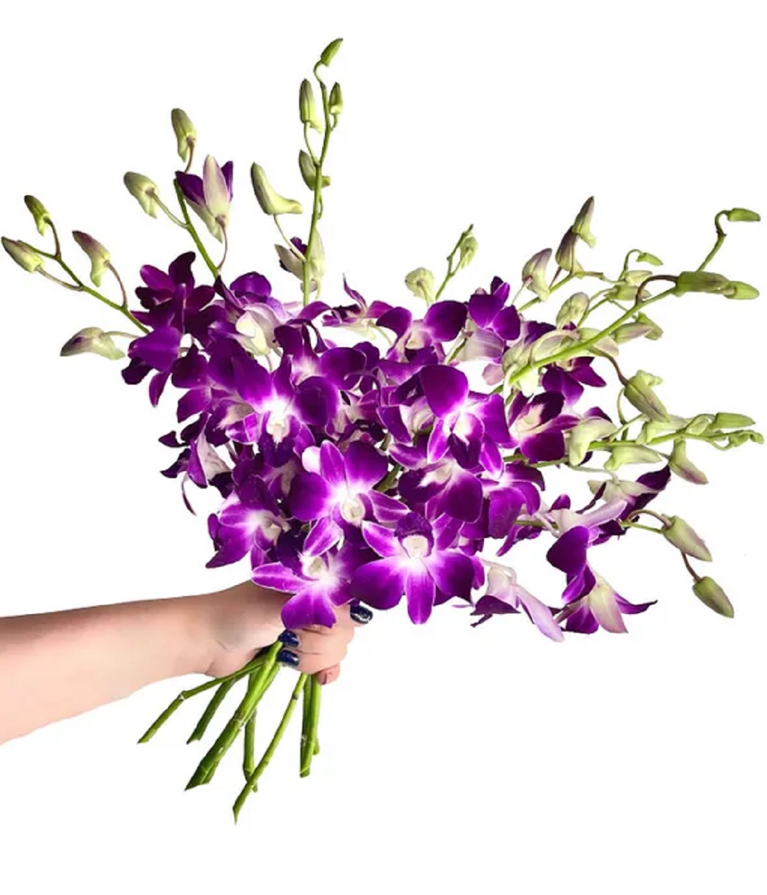 orchids.jpg