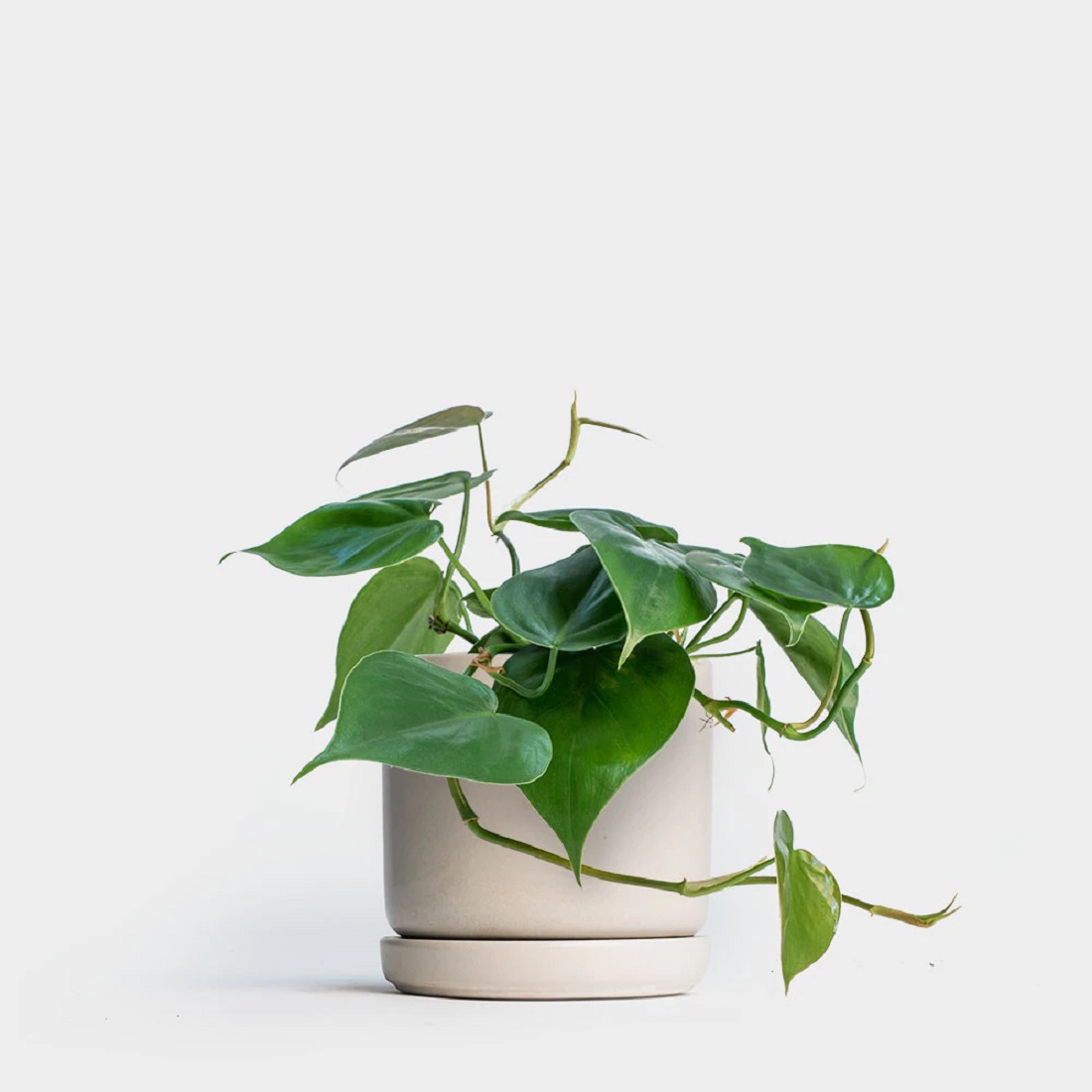 philodendron.jpg