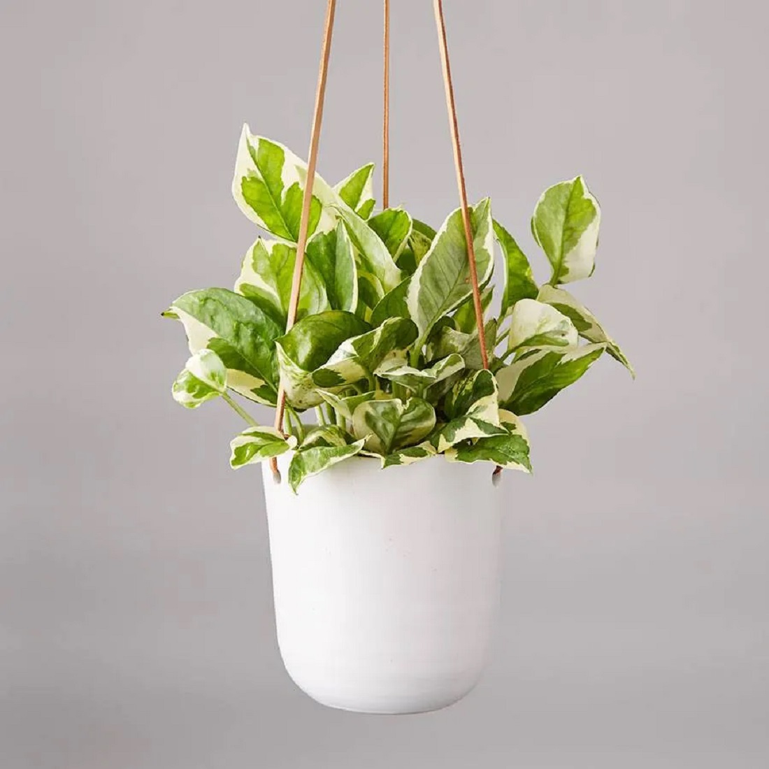 pothos.jpg