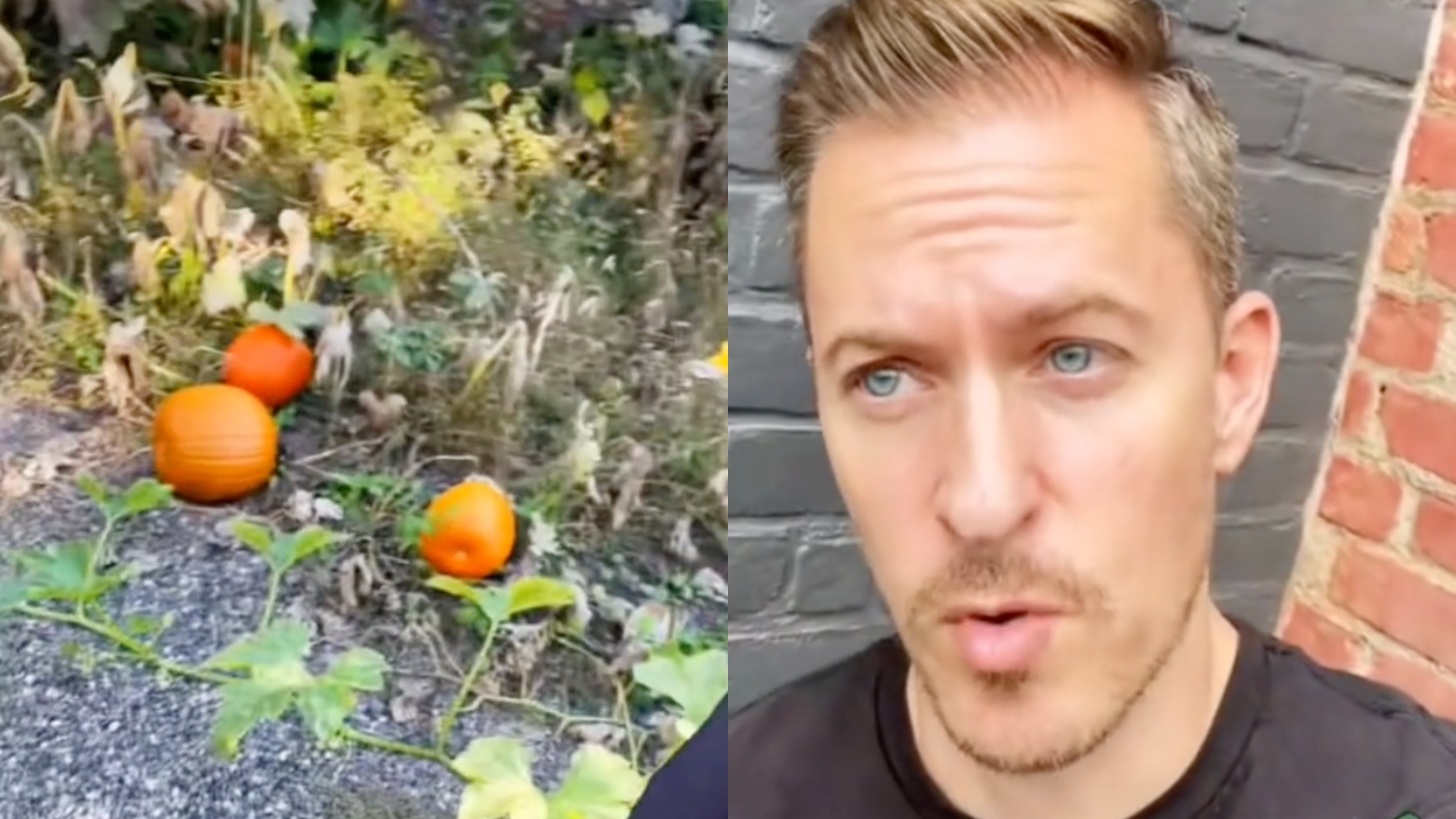 Pumpkin Patch