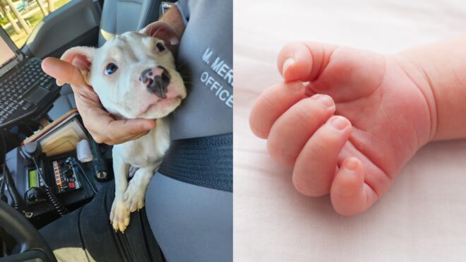 Pit bull puppy