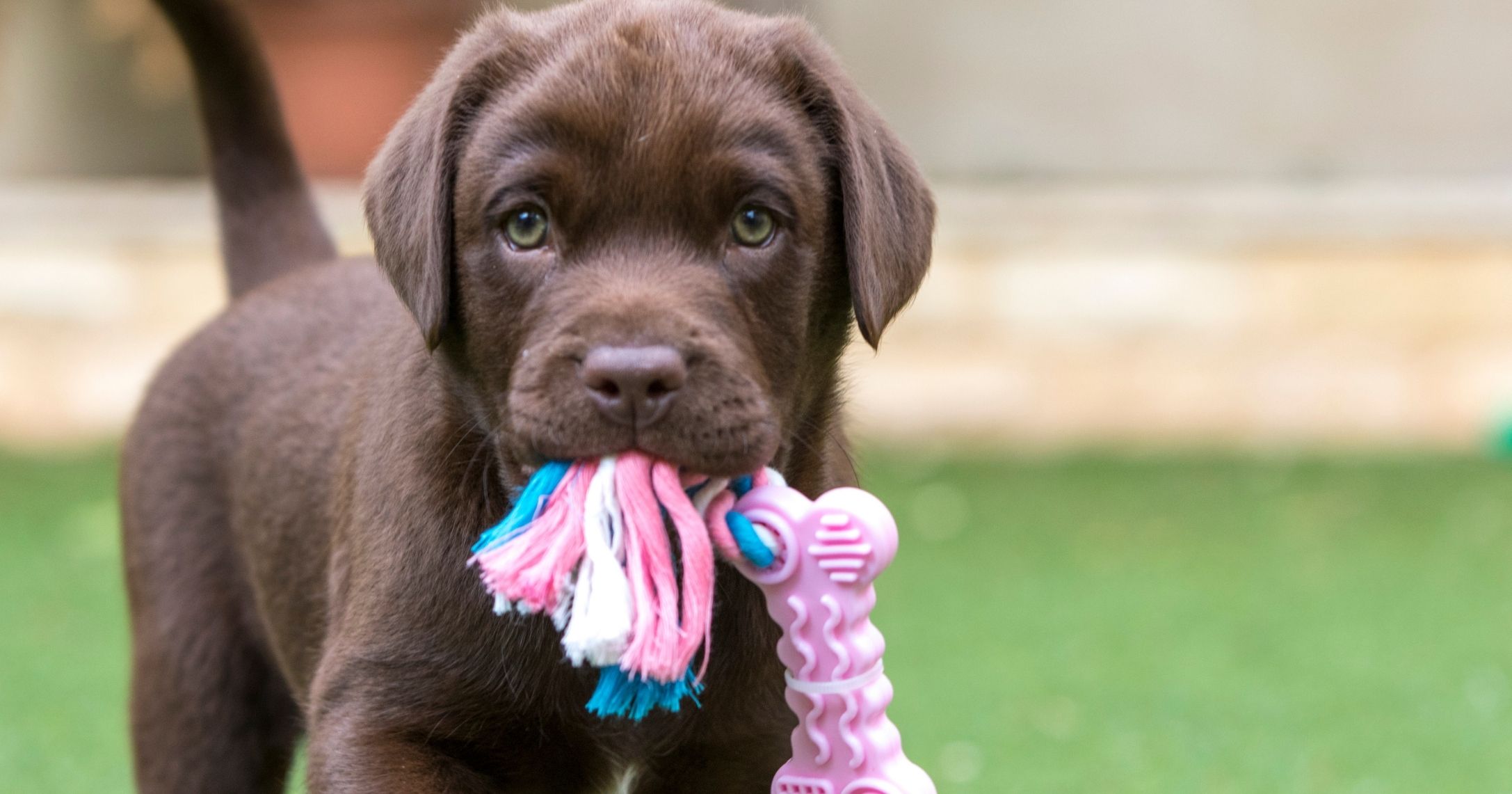 puppy_dog.jpg