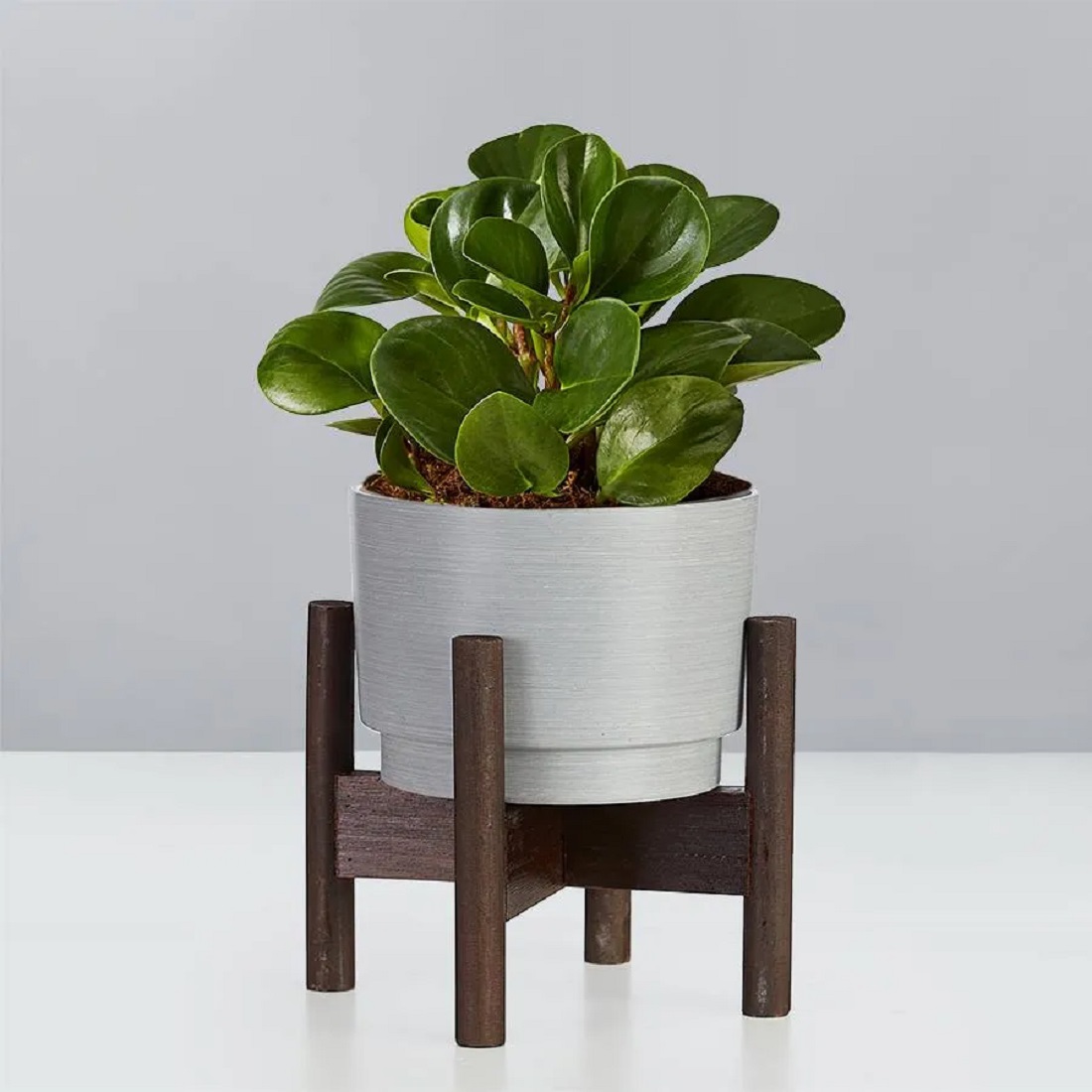 rubber_plant.jpg