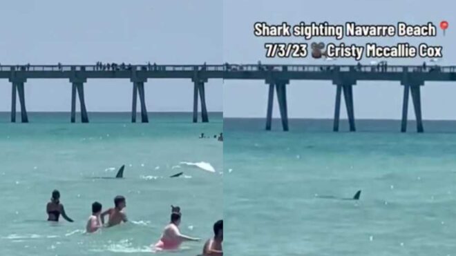 Shark sighting at navarre beach pensacola florida