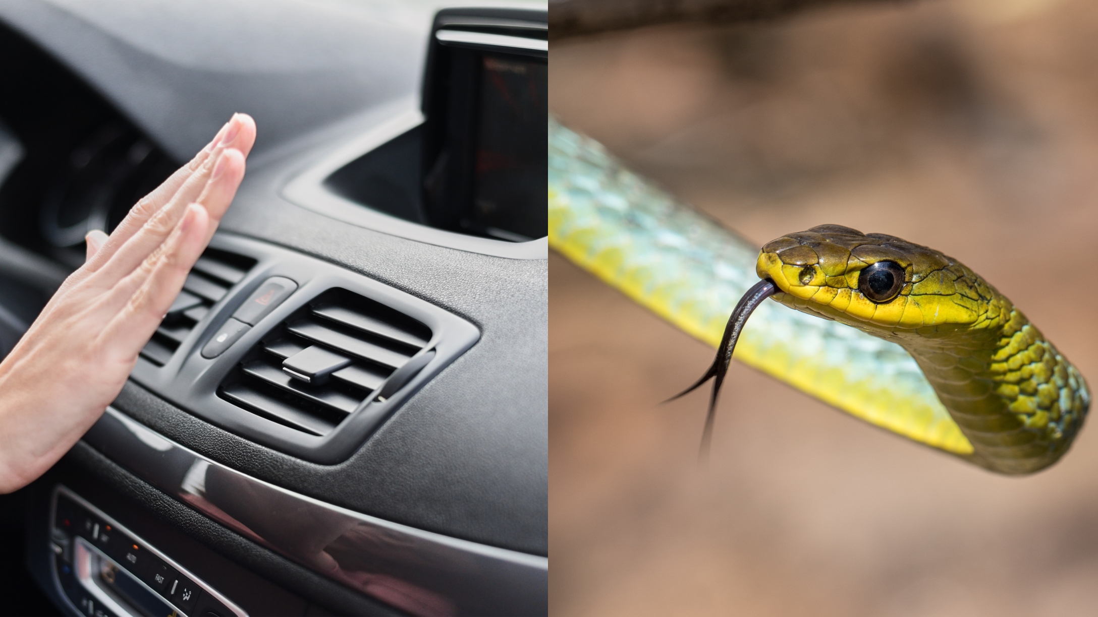 snake in the car