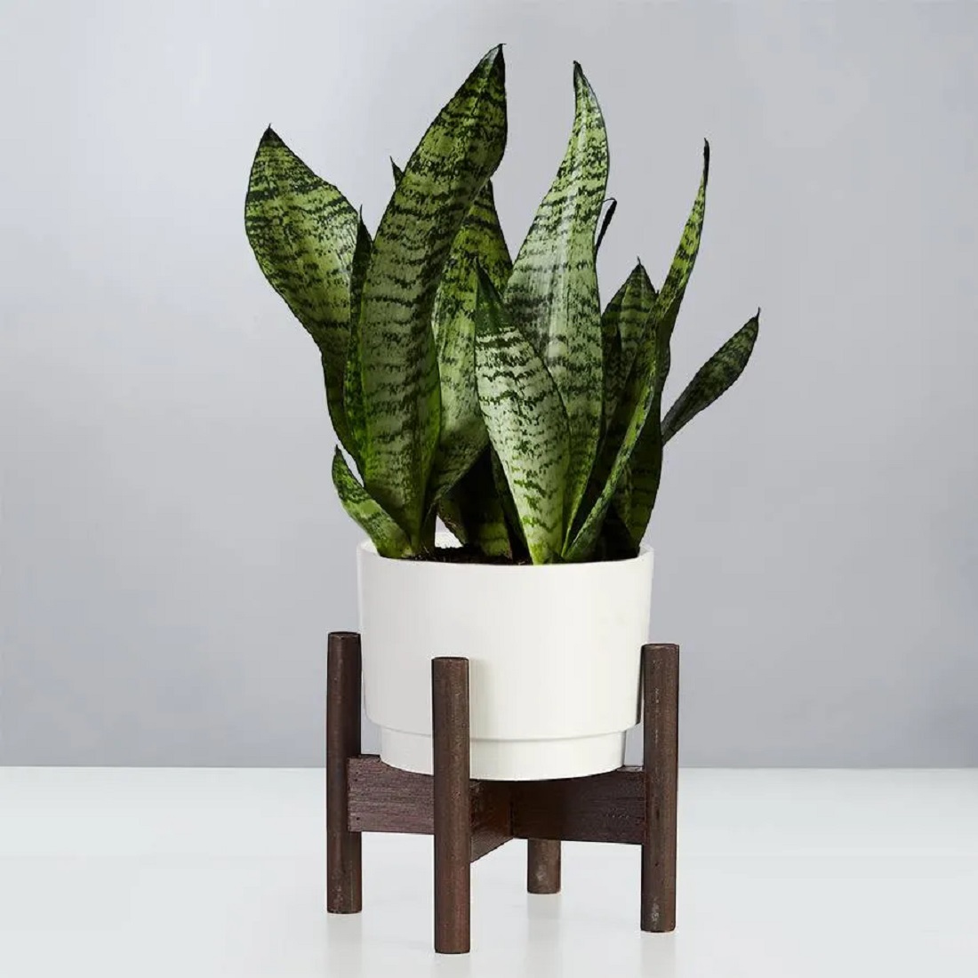snake_plants.jpg