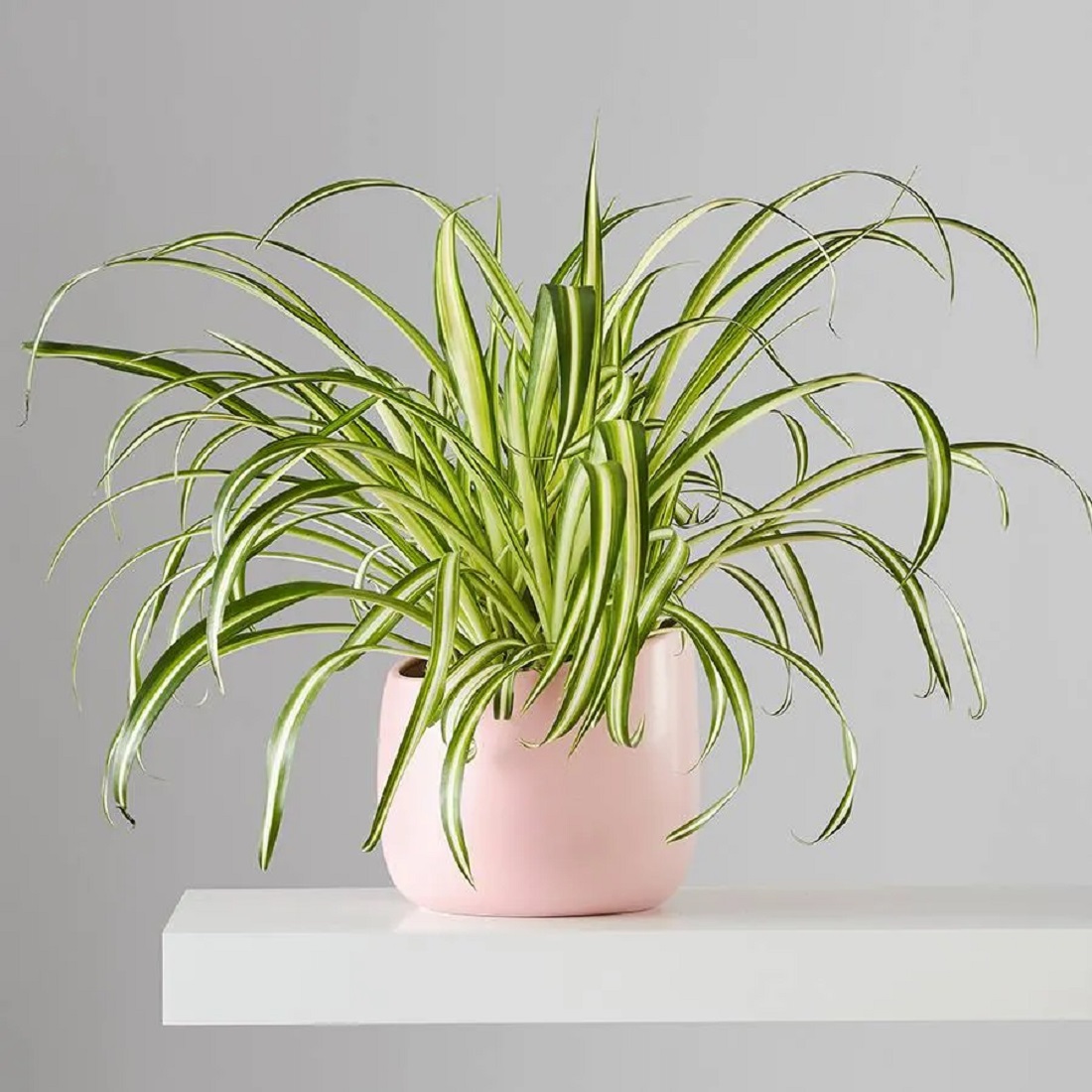 spider_plant.jpg