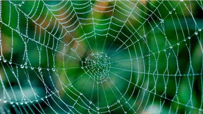 spider web