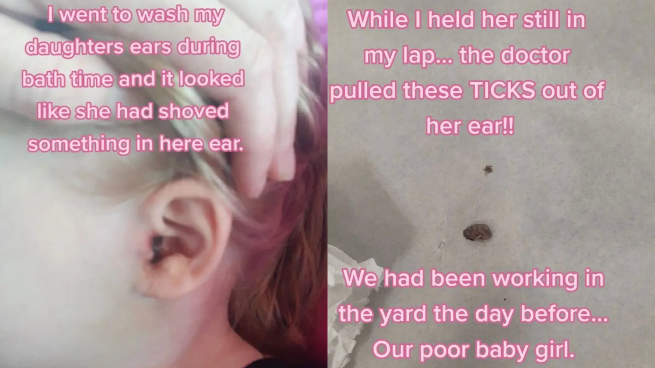 ticks1.jpg