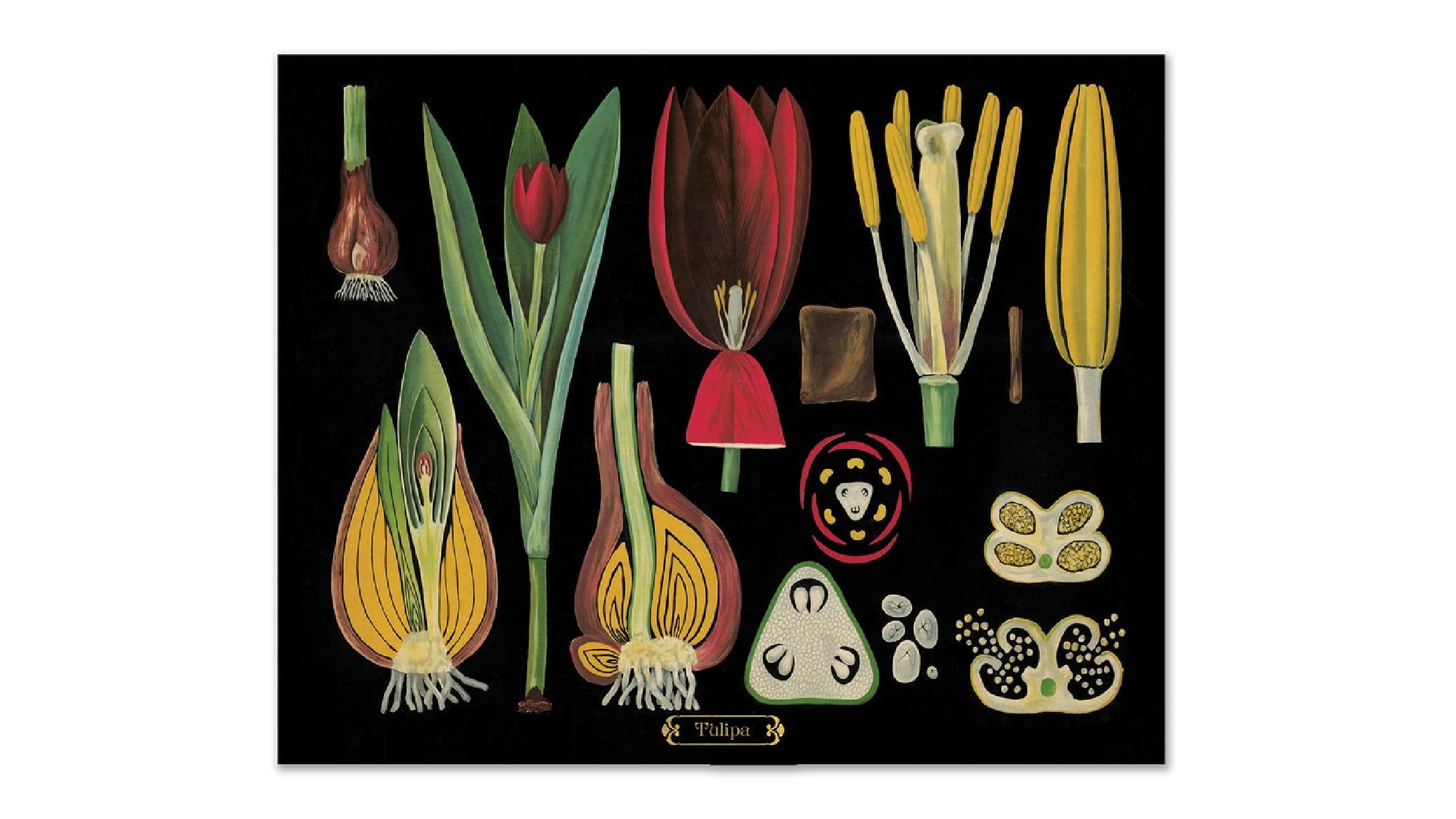 tulip.jpg