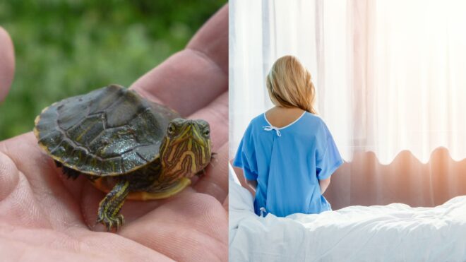 Turtle