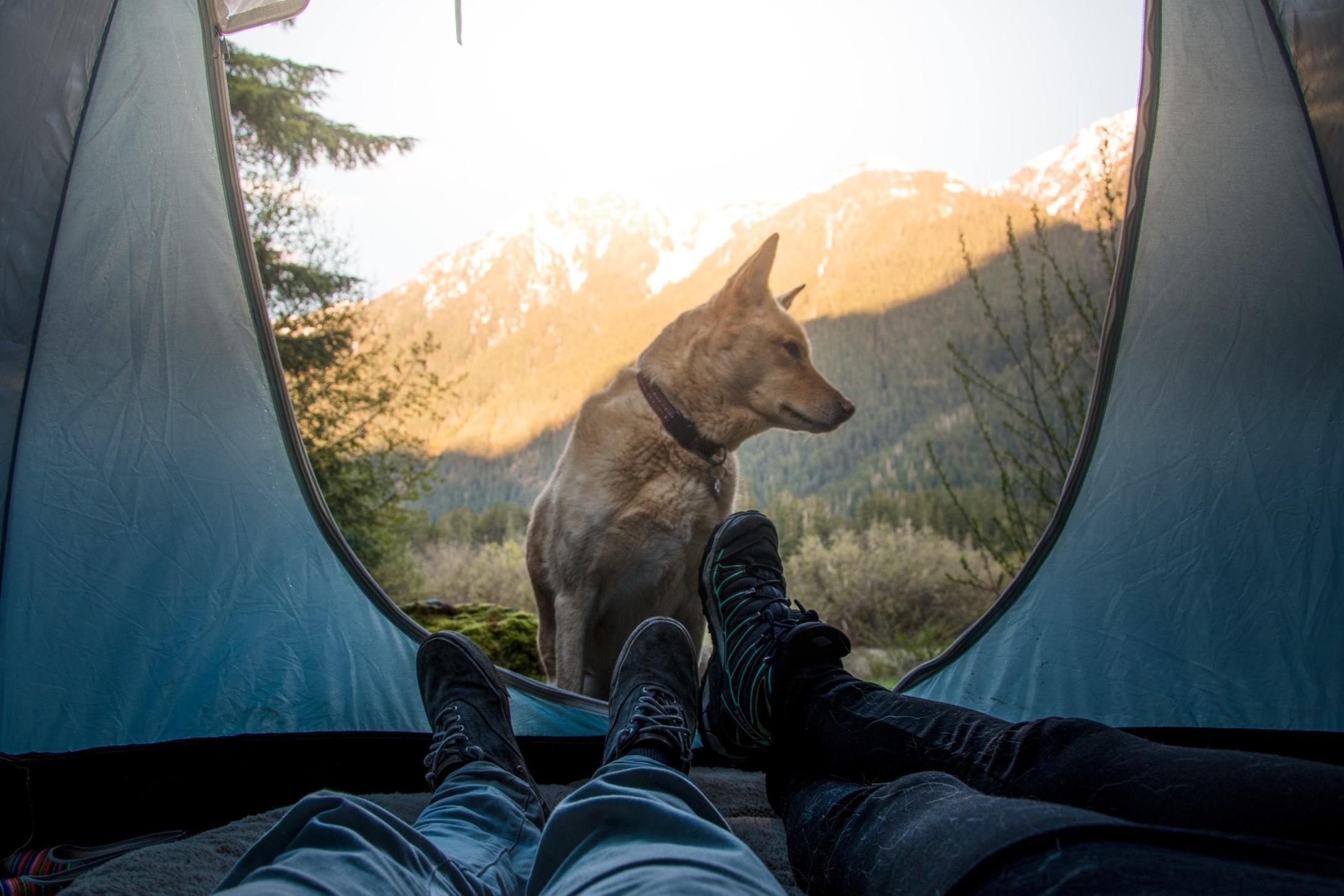 two-people-laying-inside-tent-in-outdoor-campsite-with-domestic-dog-animal-outside_t20_noe1r8.jpg