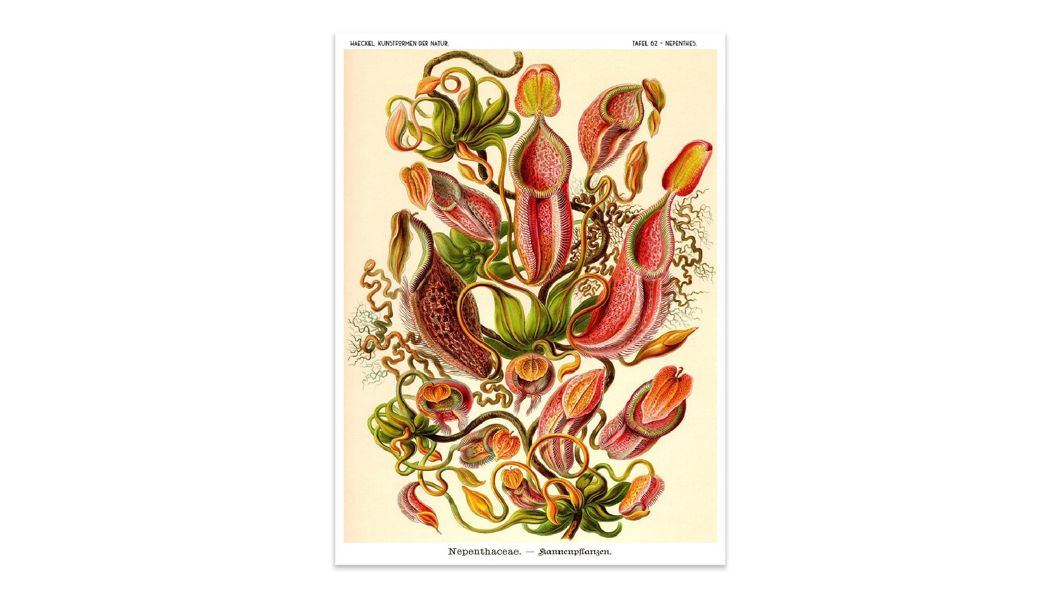 venus flytrap venus flytrap