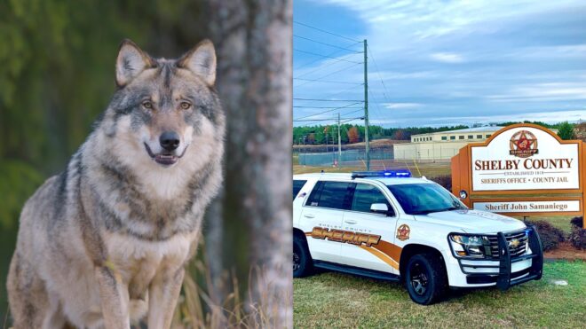 Wolf-dog Hybrid baby attack