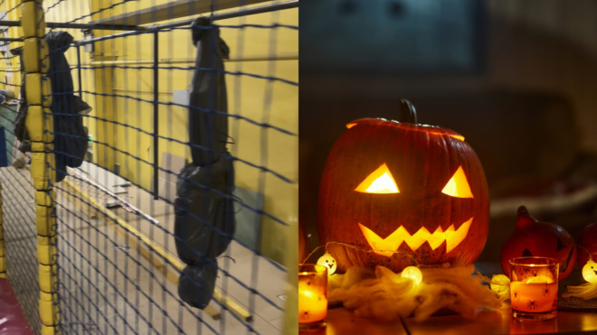 side by side of body bag Halloween decorations and jack-o-lantern