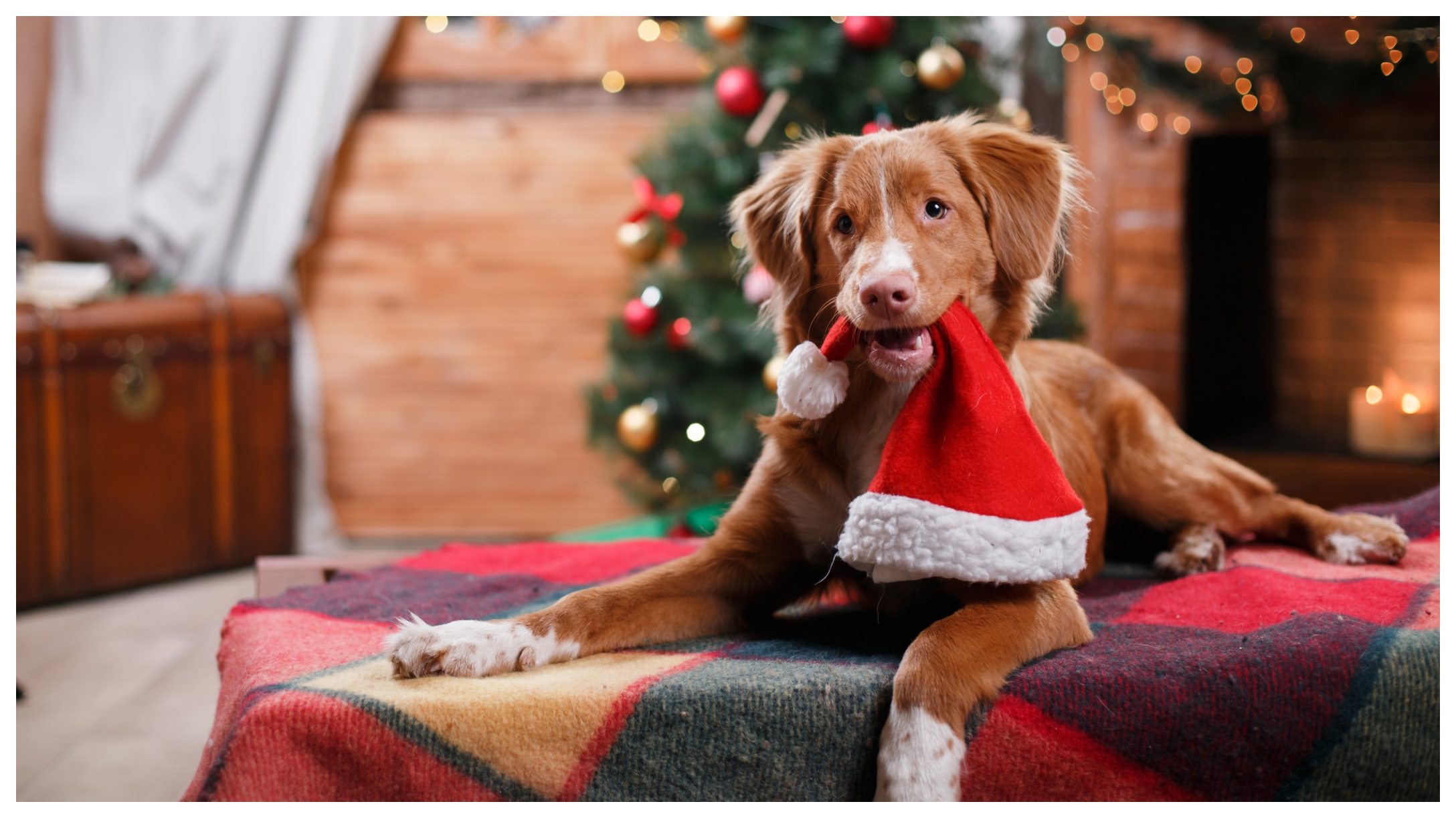 dog with Santa hat in mouth